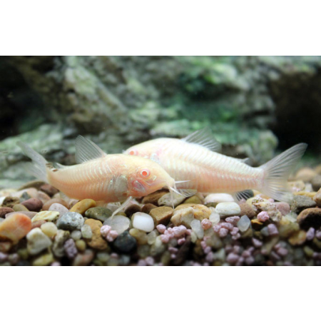Kirys albinos